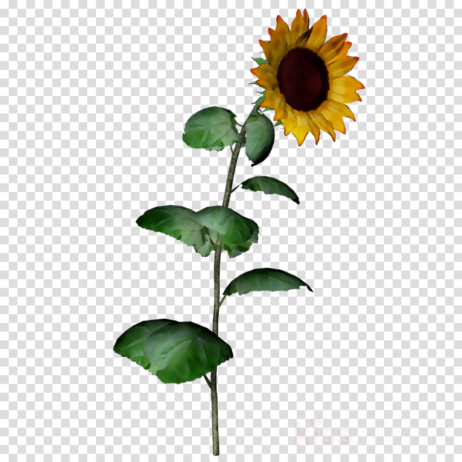 Free Free 148 Transparent Background Stem Sunflower Clipart SVG PNG EPS DXF File