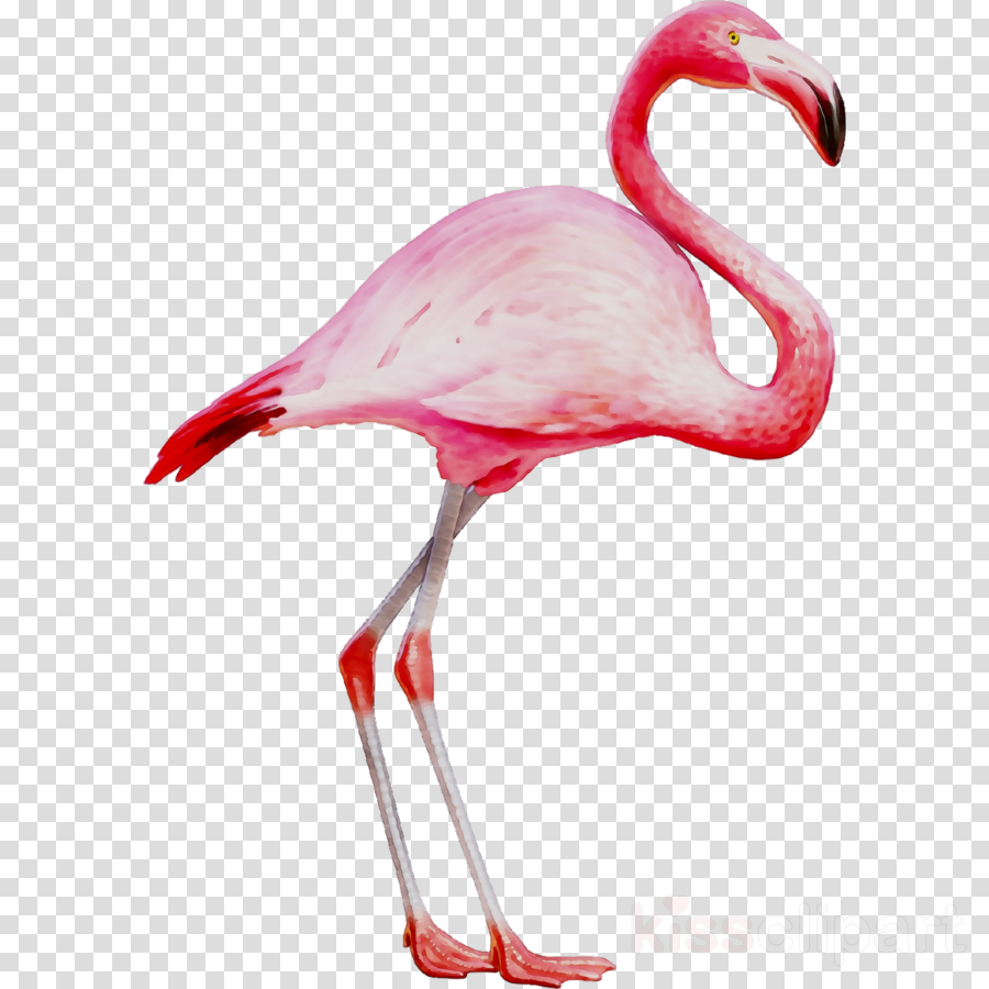 Pink Flamingo Clipart Flamingo Youtube Drawing Transparent