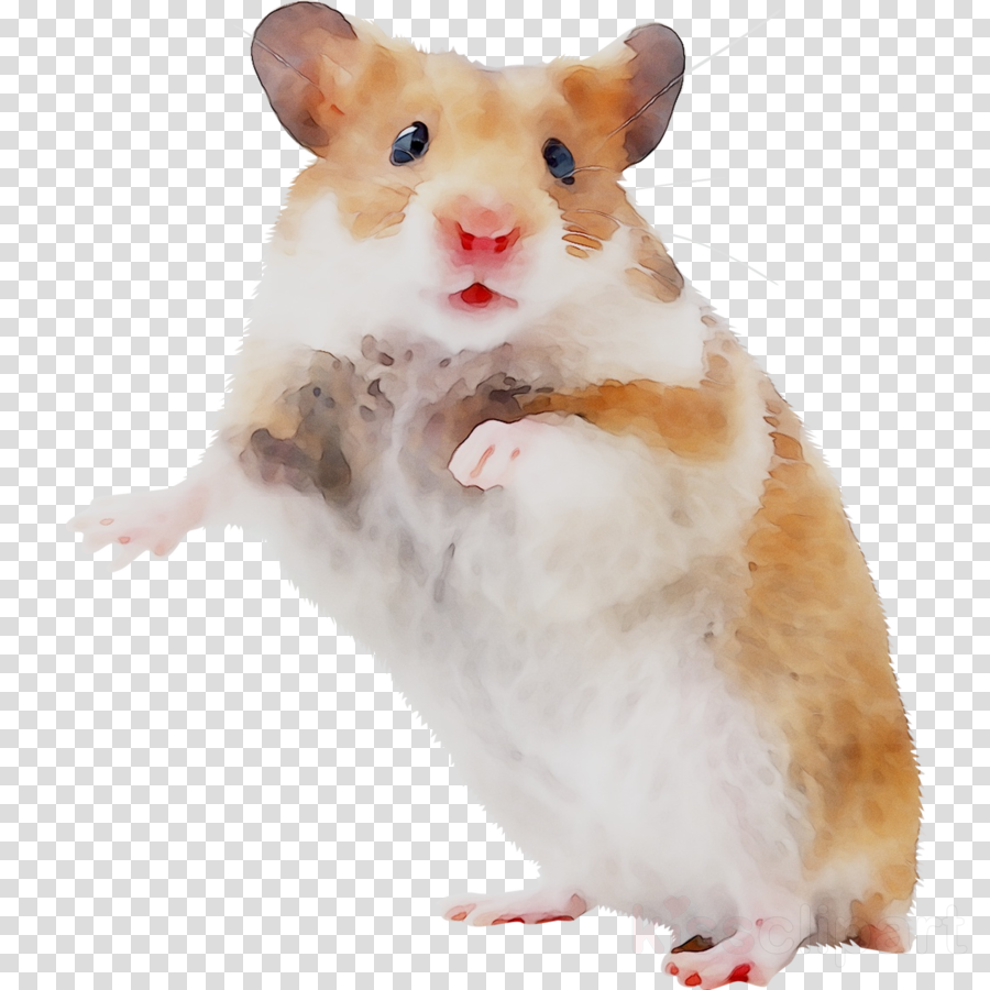 hamster transparent