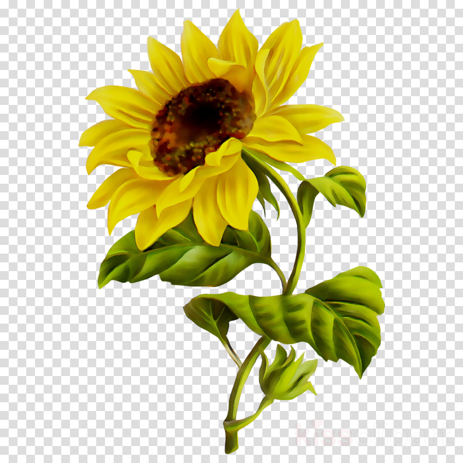 Free Free 184 Sunflower Svg Transparent Background SVG PNG EPS DXF File