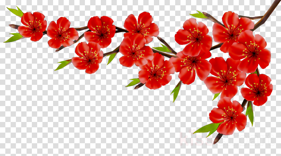 Floral Flower Background Clipart Flower Tulip Red Transparent