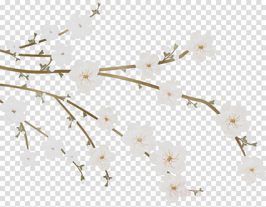 Cherry Blossom Cartoon Clipart White Flower Plant Transparent Clip Art Popular cherry blossom cartoon of good quality and at affordable prices you can buy on if you are interested in cherry blossom cartoon, aliexpress has found 1,937 related results, so you can. cherry blossom cartoon clipart white