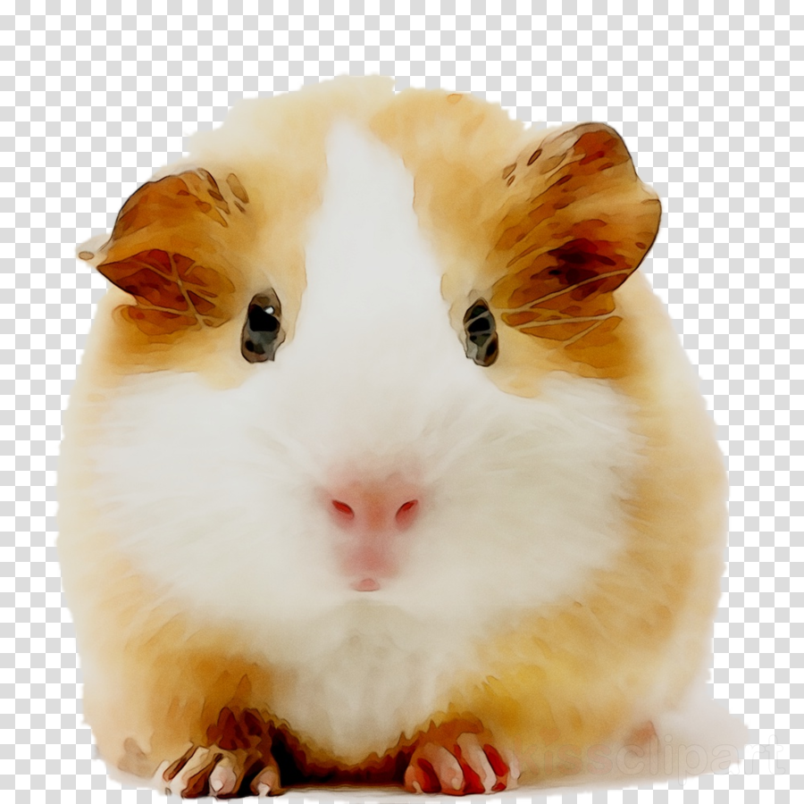 hamster pig