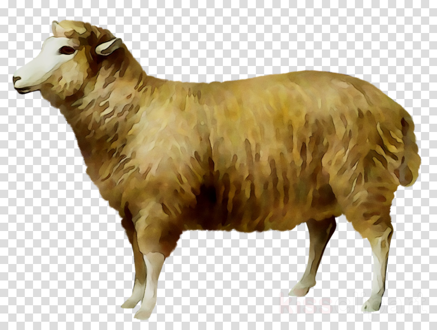 Eid Sheep Clipart Sheep Youtube Video Transparent Clip Art