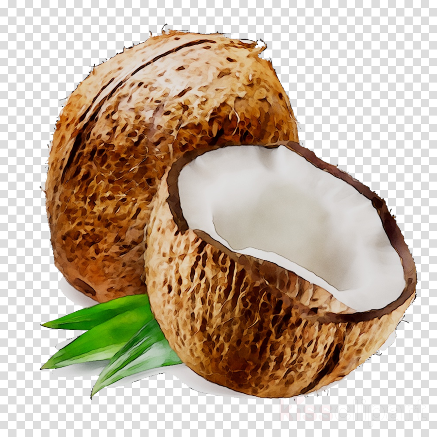 Palm Tree Background clipart - Coconut, Tree, Plant, transparent clip art