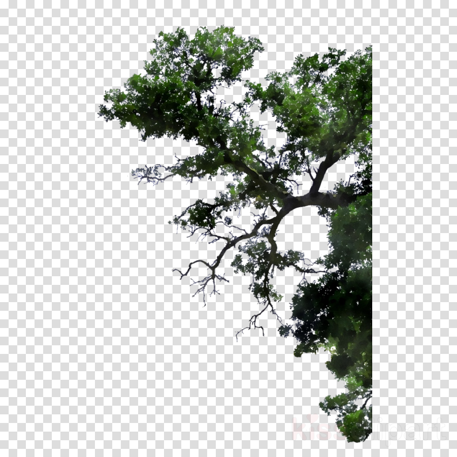 Flower White Clipart Tree Plant Flower Transparent Clip Art