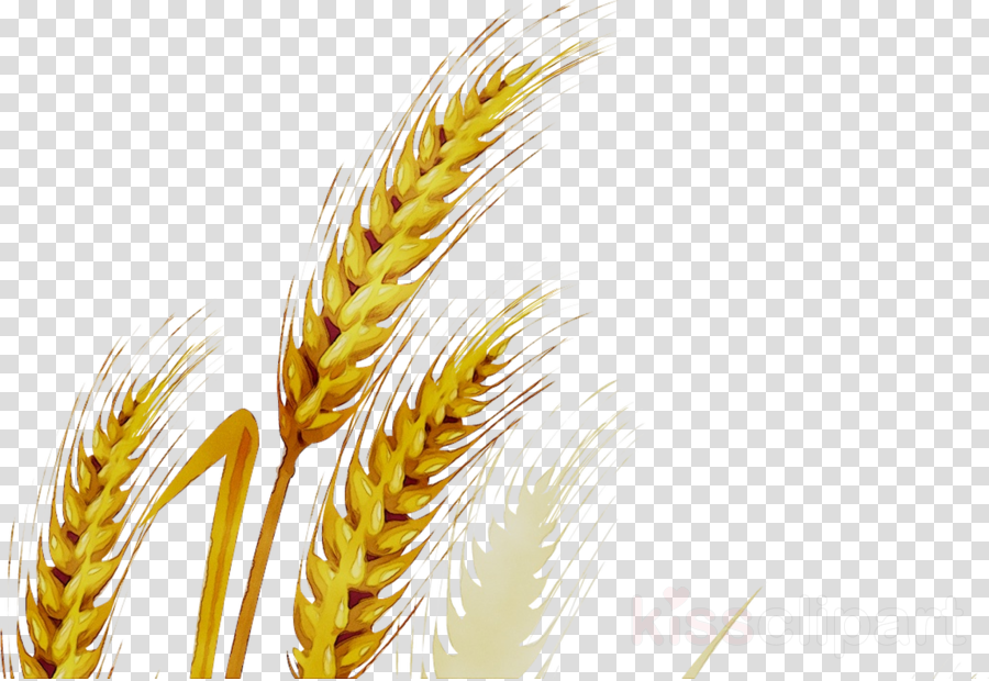 Transparent Wheat Plant Png - Rwanda 24