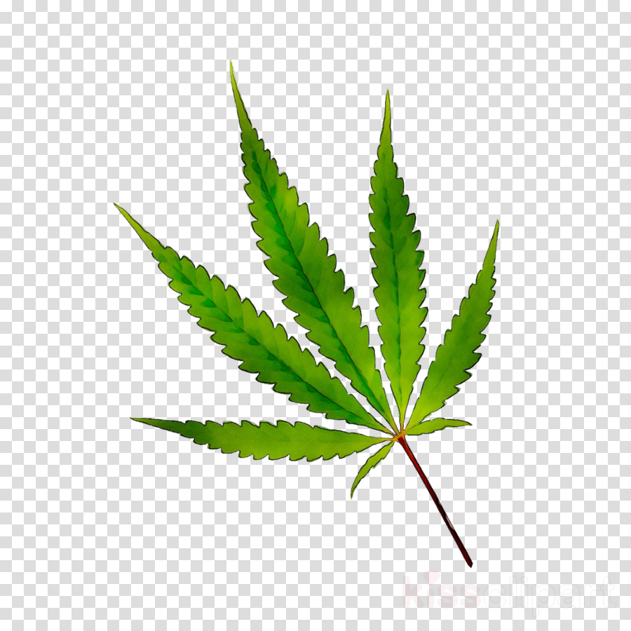 Family Tree Background clipart - Illustration, Leaf, Plant, transparent ...