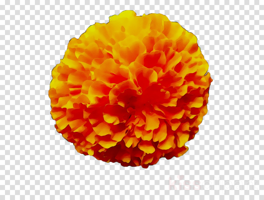 Featured image of post Marigold Flower Clipart Find images of marigold flower