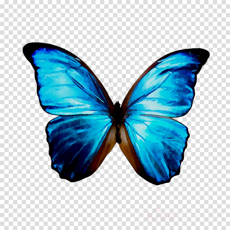 Butterfly Cartoon clipart - Butterfly, Blue, Wing, transparent clip art