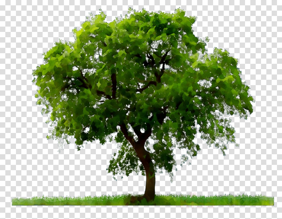 Tree Transparent Png Clip Art Images