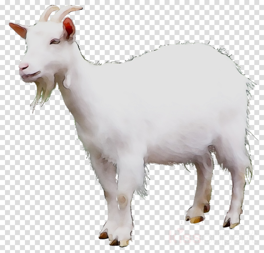 Goat Cartoon clipart - Goat, Sheep, Cattle, transparent clip art