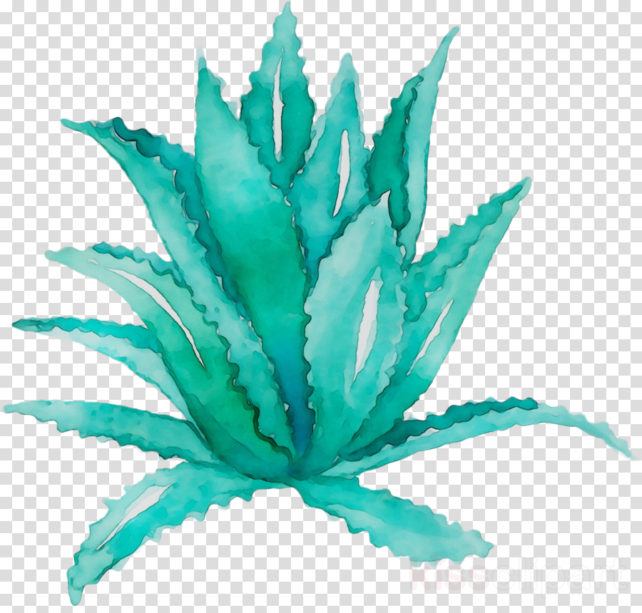 Aloe Vera Leaf Clipart Leaf Plant Transparent Clip Art