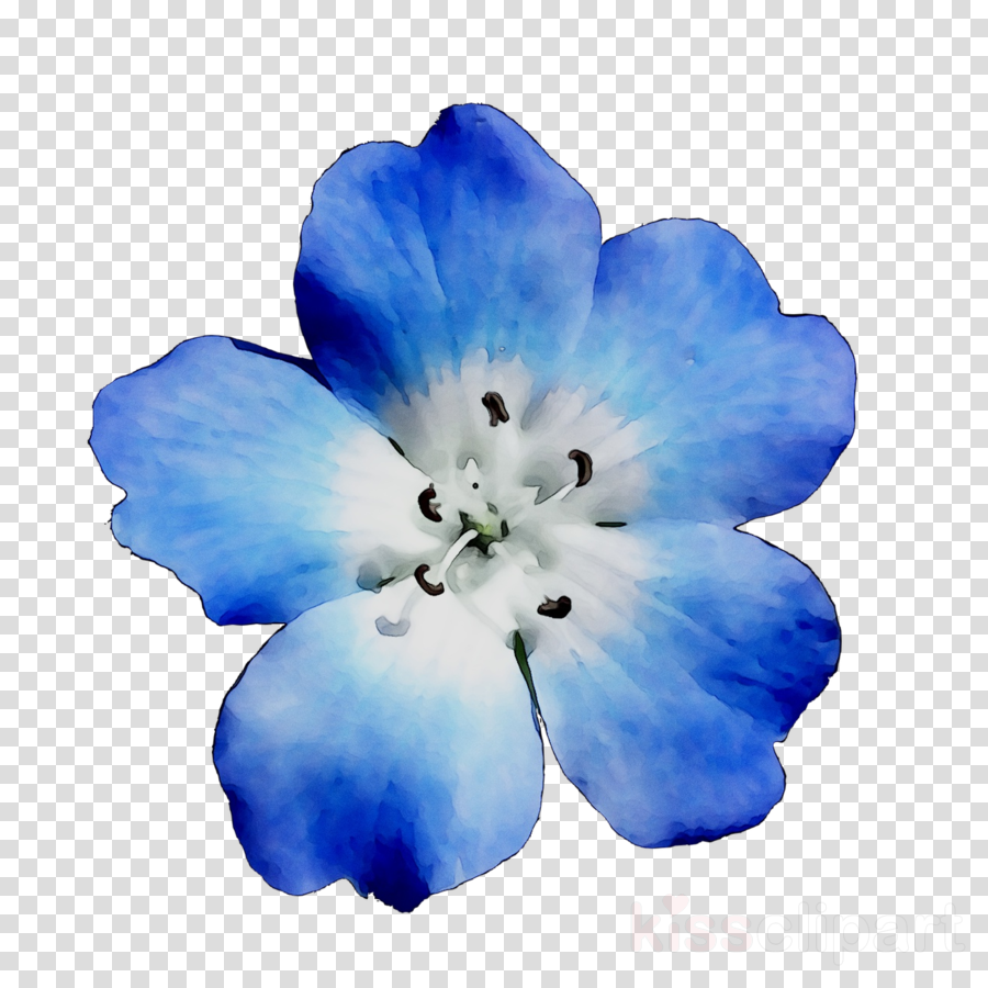 Eyes Background Clipart Blue Flower Plant Transparent Clip Art