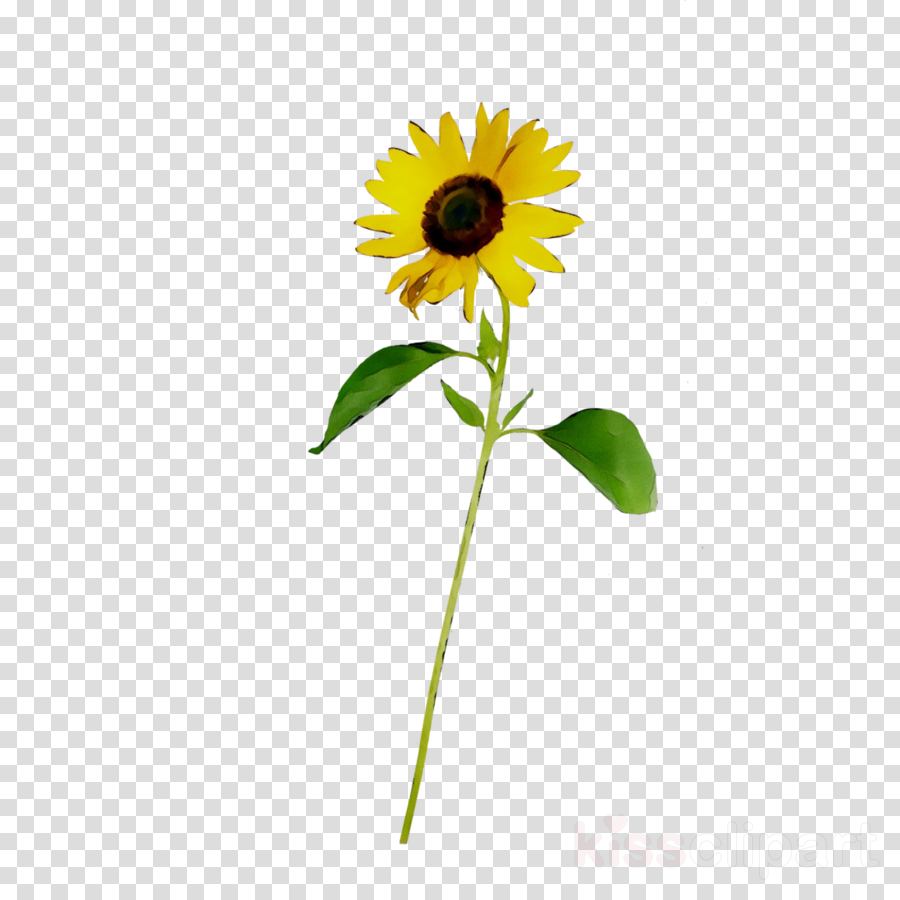 Flowers Clipart Background Clipart Flower Sunflower Yellow Transparent Clip Art