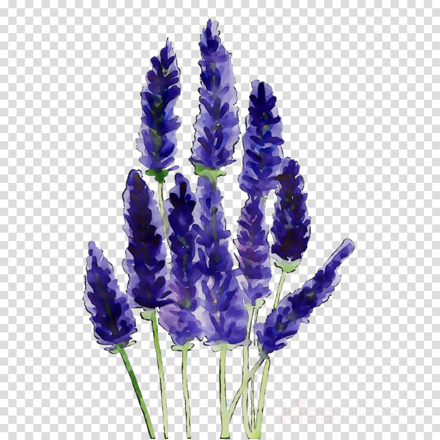 Flower Borders Clipart Illustration Flower Lavender Transparent Clip Art