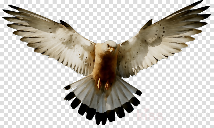 Wallpaper Wing Eagle 3d Image Num 62