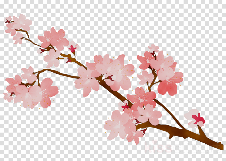 Cherry Blossom Tree Clipart Flower Plant Pink Transparent Clip Art