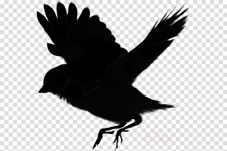 10 Best For Bird Silhouette Png Transparent Alison Illustration