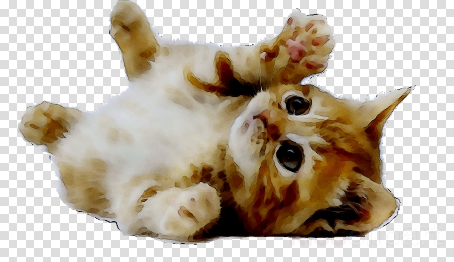 Kitten Dog Puppy Transparent Png Image Clipart Free Download