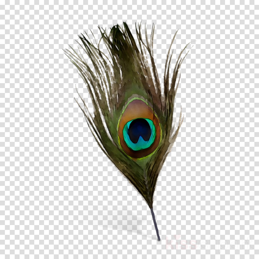 Peacock Feather Free Download Png Png All Images