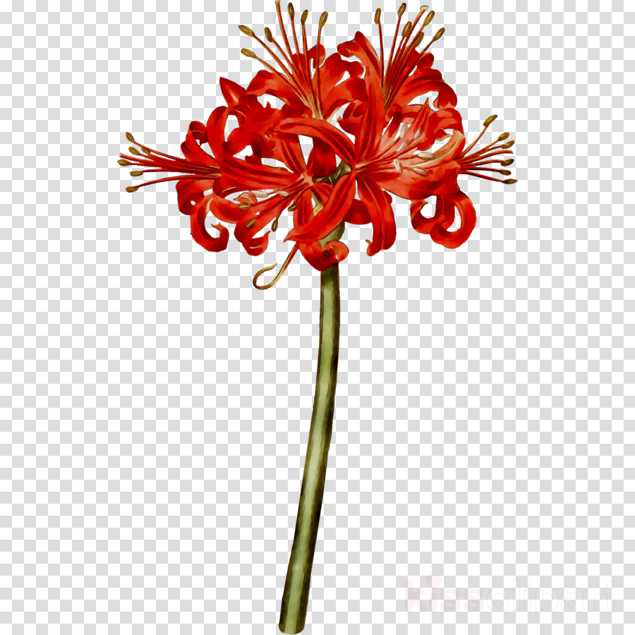 Flowers Clipart Background Clipart Illustration Plants Botany Transparent Clip Art