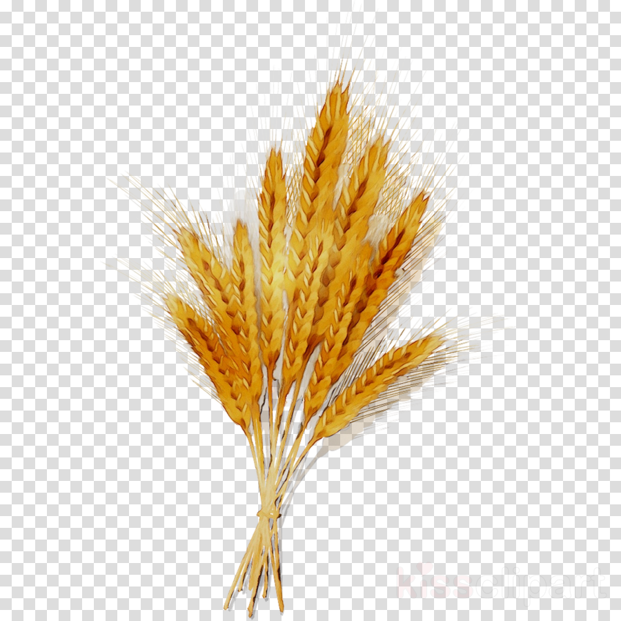 Wheat Cartoon clipart - Yellow, Plant, Wheat, transparent clip art