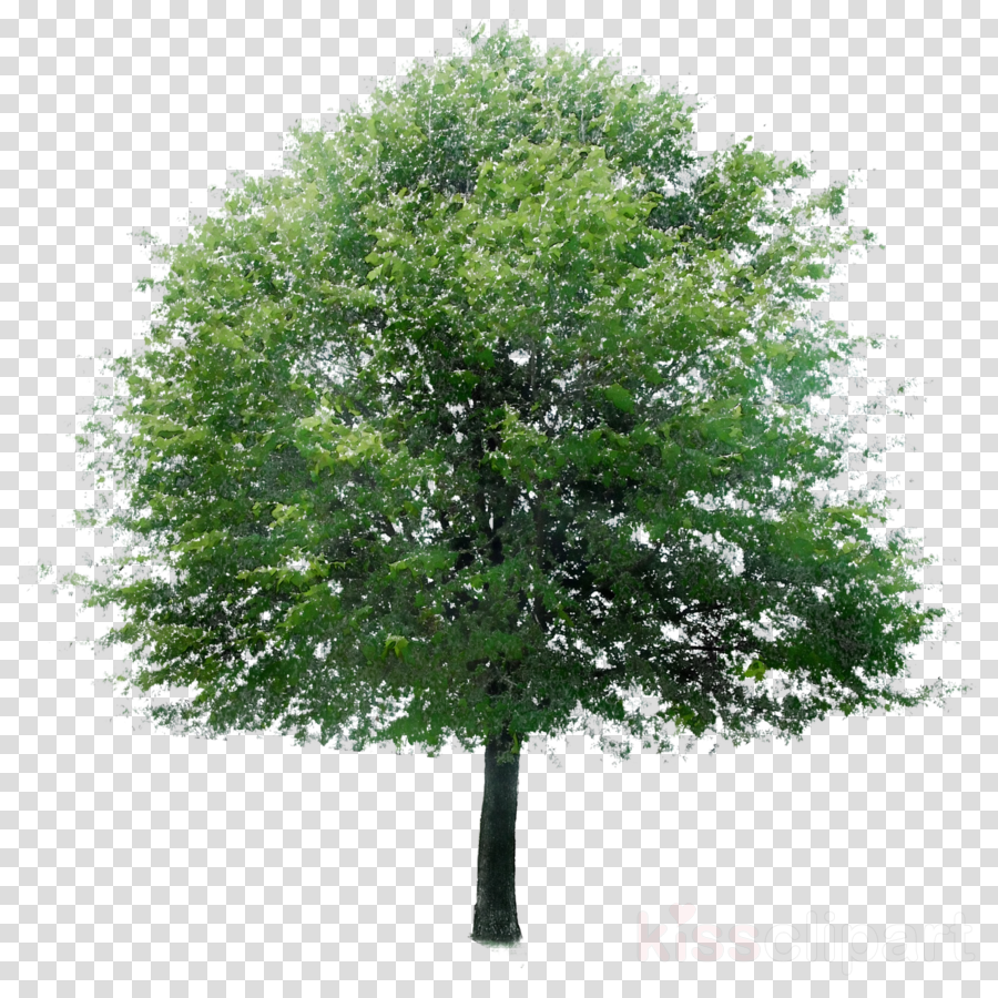 Oak Tree Leaf clipart - Tree, Plant, Green, transparent clip art