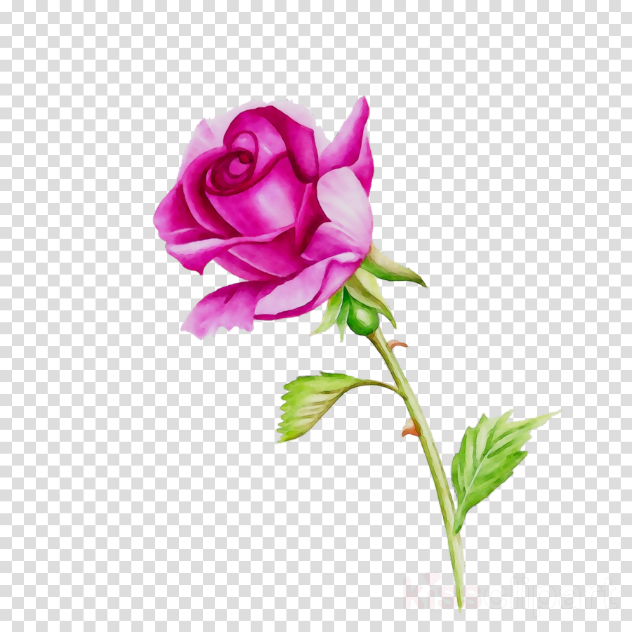 Pink Flowers Background Clipart Drawing Flower Color
