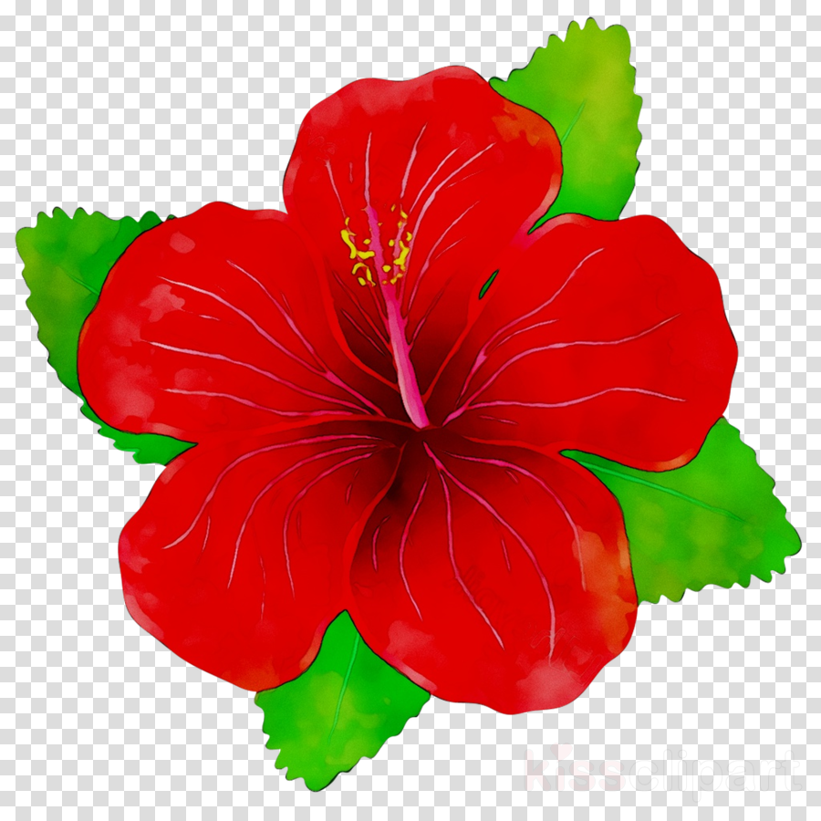 Transparent Hibiscus Clipart - Clipart Hibiscus Flower Png , Free  Transparent Clipart - ClipartKey
