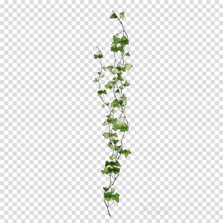 Ivy Background clipart - Flower, Plant, transparent clip art