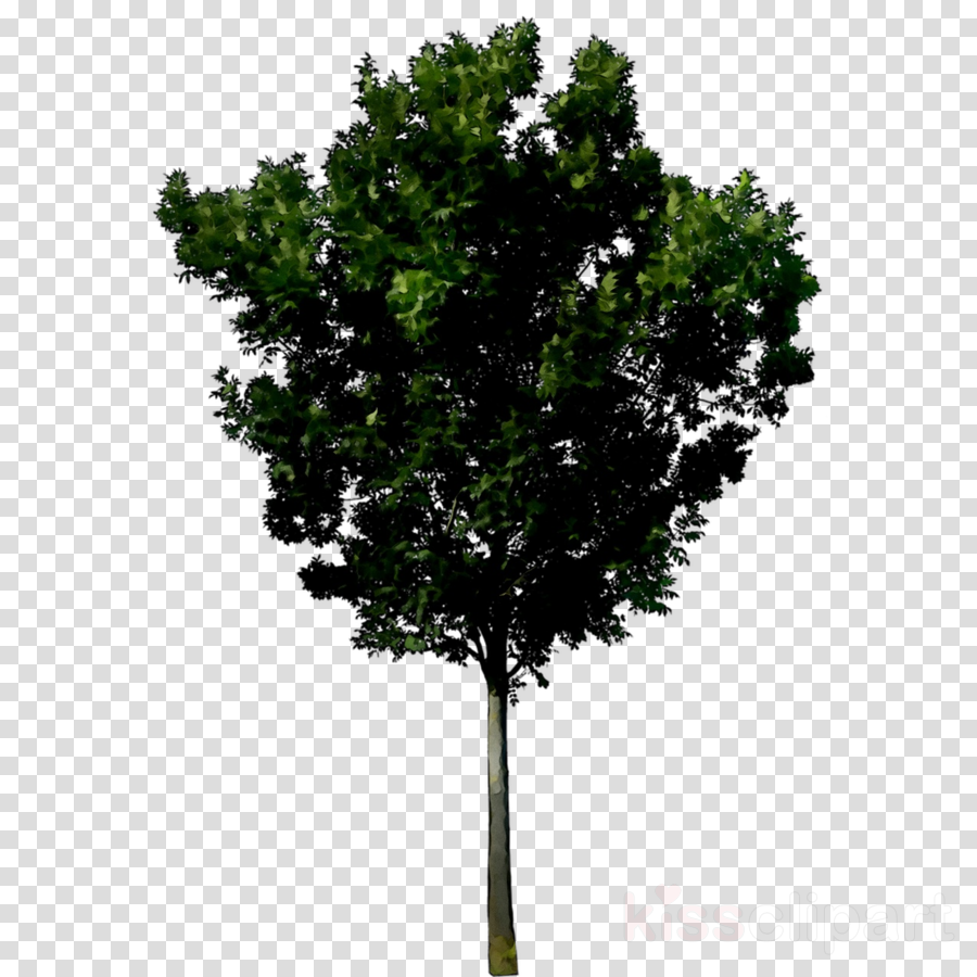 Oak Tree Leaf clipart - Tree, Plant, Leaf, transparent clip art