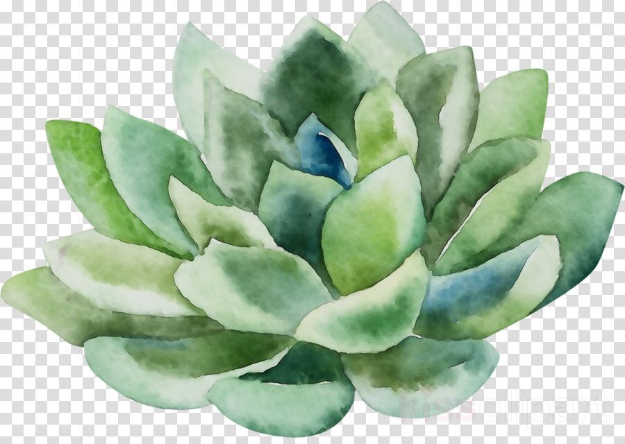 Transparent Watercolor Succulent Clipart - Best Succulent Ideas
