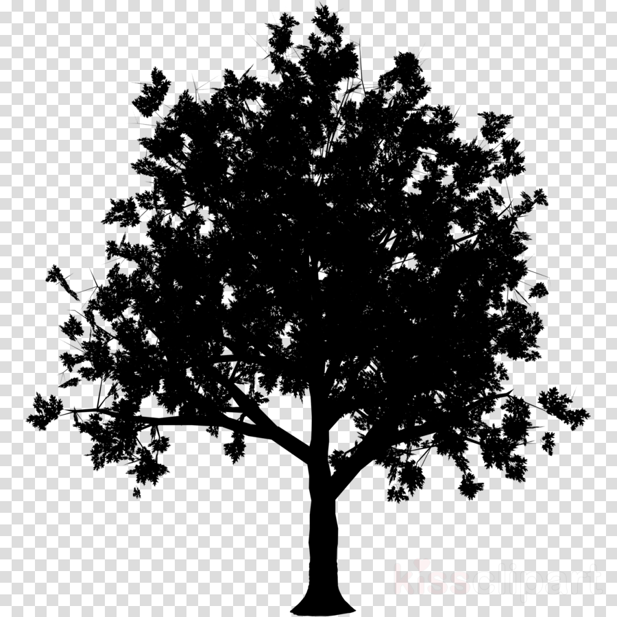 Oak Tree Silhouette Clipart Tree Silhouette Plant Transparent Clip Art