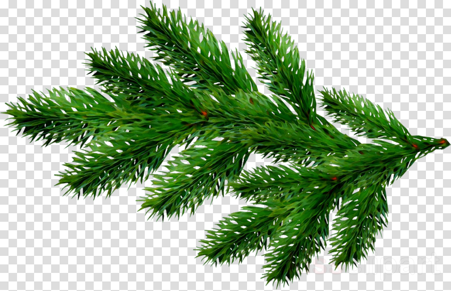 Christmas Tree Branches Png - PNG Image Collection