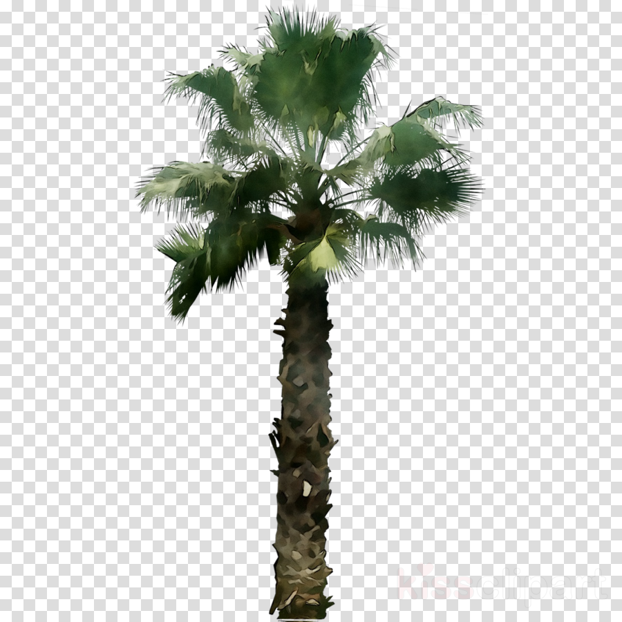 Date Tree Leaf Clipart Tree Plant Coconut Transparent Clip Art