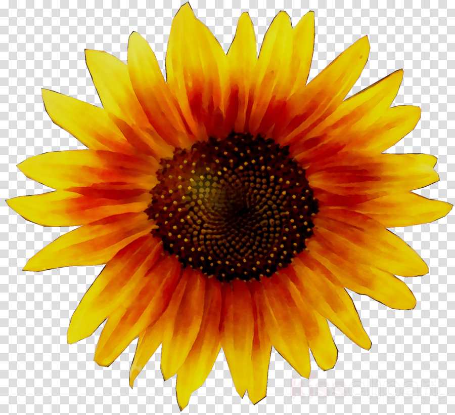Flowers Clipart Background Clipart Illustration Sunflower
