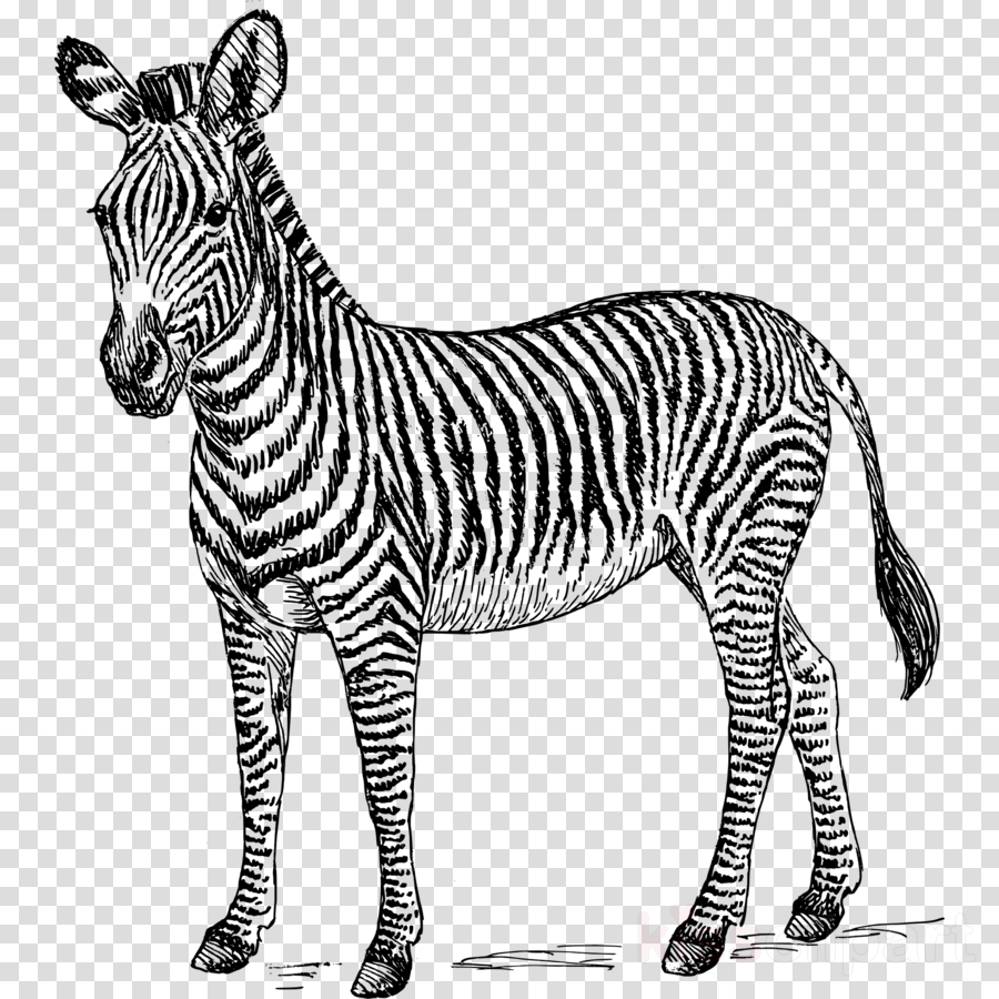 ausmalbild zebras  cartoonbild