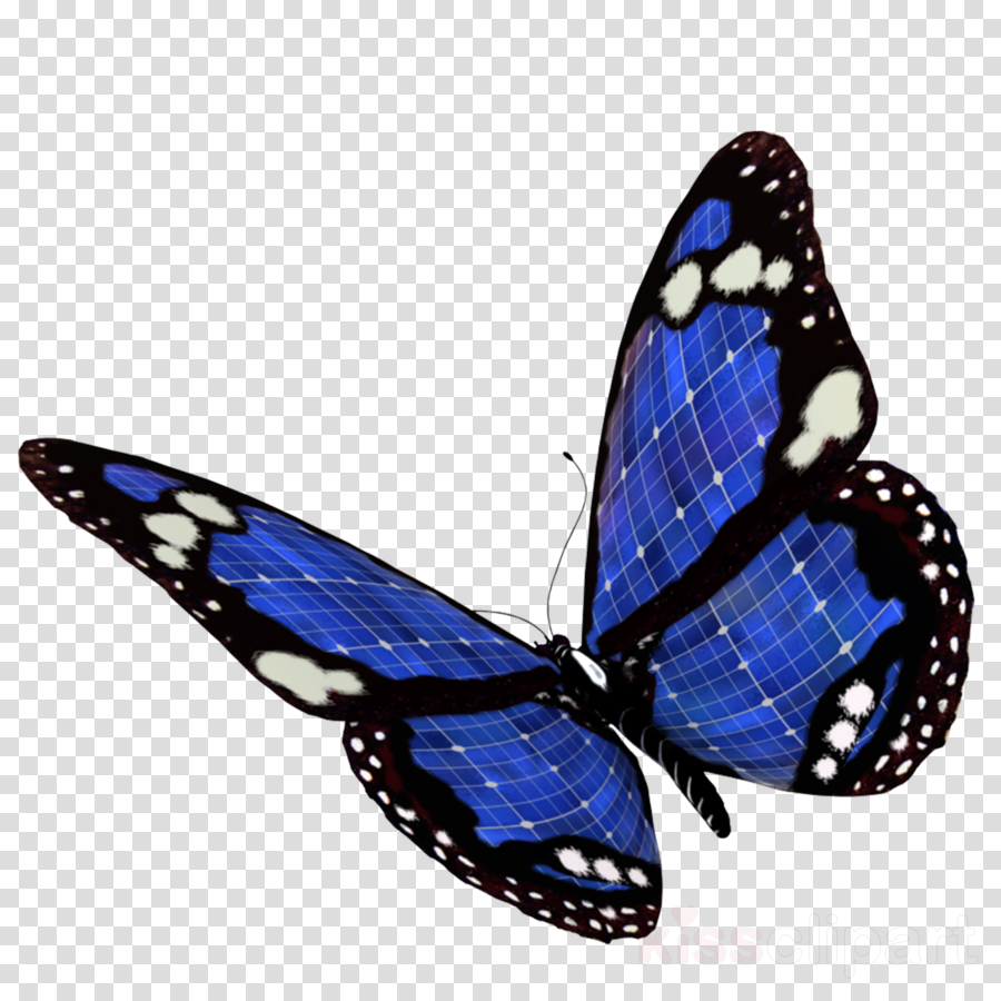 Blue Monarch Butterfly Cartoon