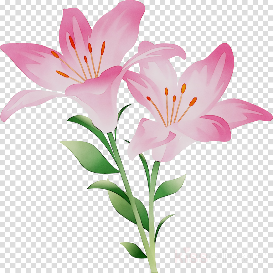 Lily Flower Cartoon clipart - Flower, Lily, Plant, transparent clip art