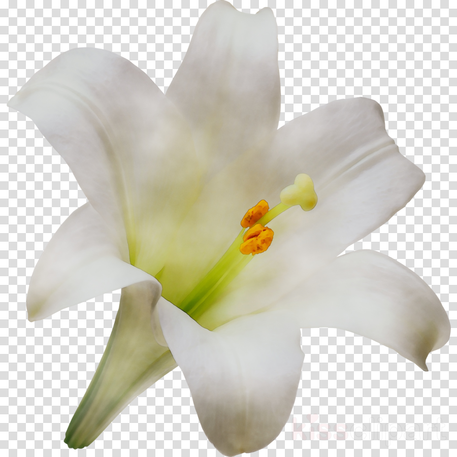 White Lily Flower Clipart Flower White Lily Transparent Clip Art
