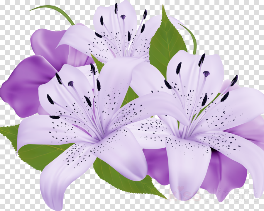 Easter Lily Background clipart - Nature, transparent clip art