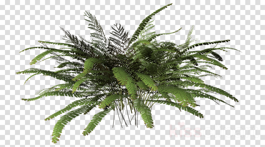 Palm Leaf Texture Clipart Nature Transparent Clip Art