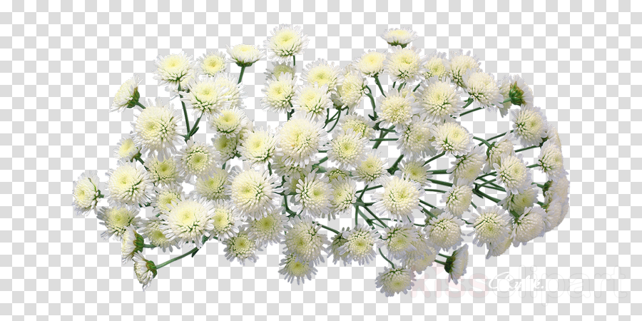 Chrysanthemum Flower Png Best Flower Wallpaper