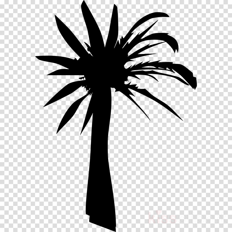 Palm Trees Tree Coconut Transparent Png Image Clipart Free