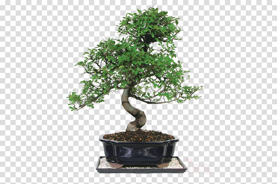 Latest HD Bonsai Tree Images Free Download - relationship quotes
