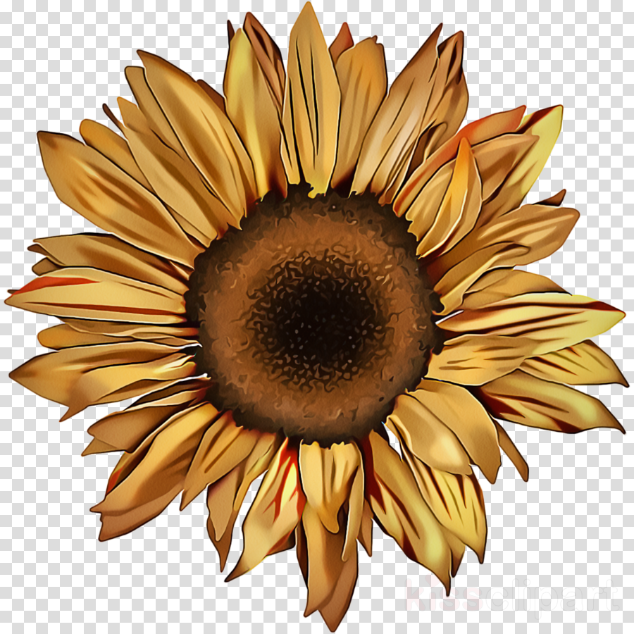 Free Free 279 Clipart Sunflower SVG PNG EPS DXF File
