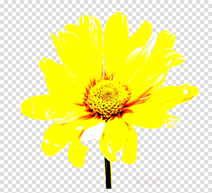 flower yellow plant petal flowering plant