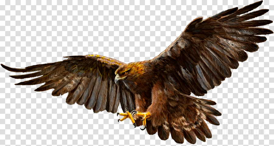 Download bird golden eagle eagle bird of prey accipitridae
