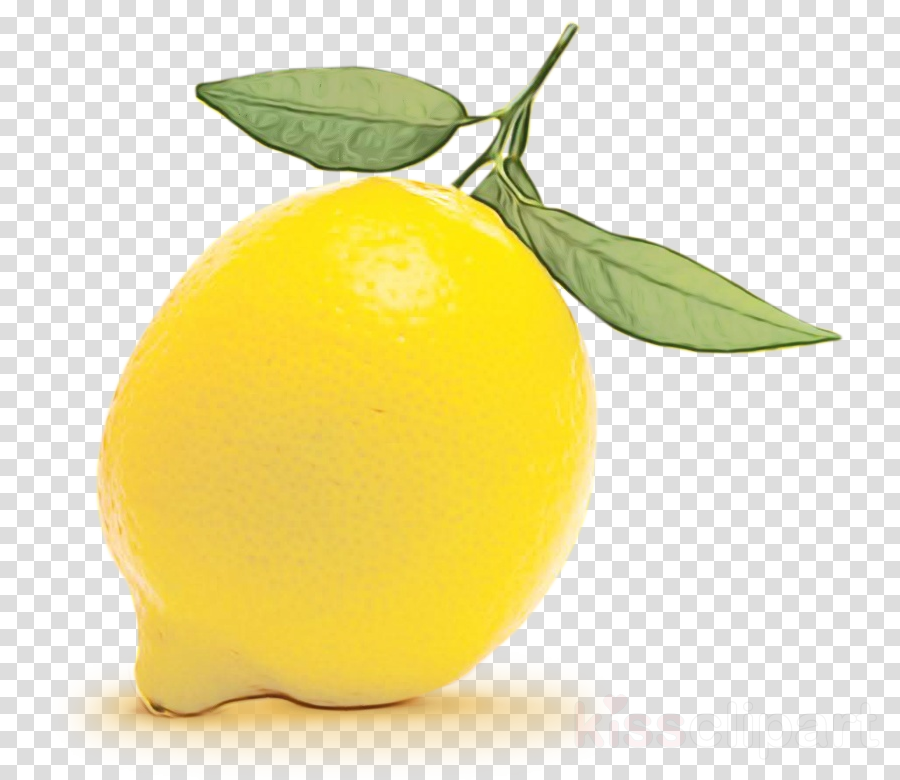 fruit yellow lemon food plant